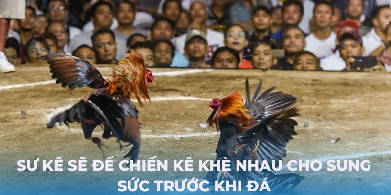 Sư kê sẽ để chiến kê khè nhau cho sung sức trước khi đá